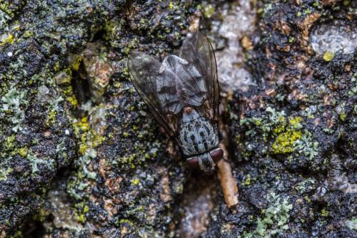 Muscina sp.